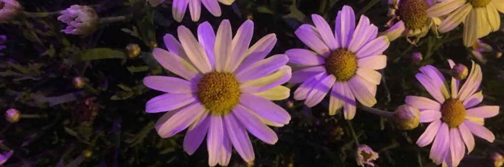 lesliandreina's profile banner image