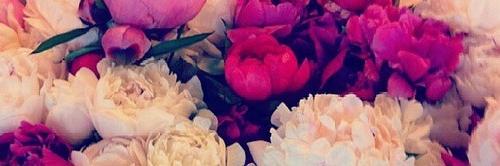 alayamichelle1's profile banner image