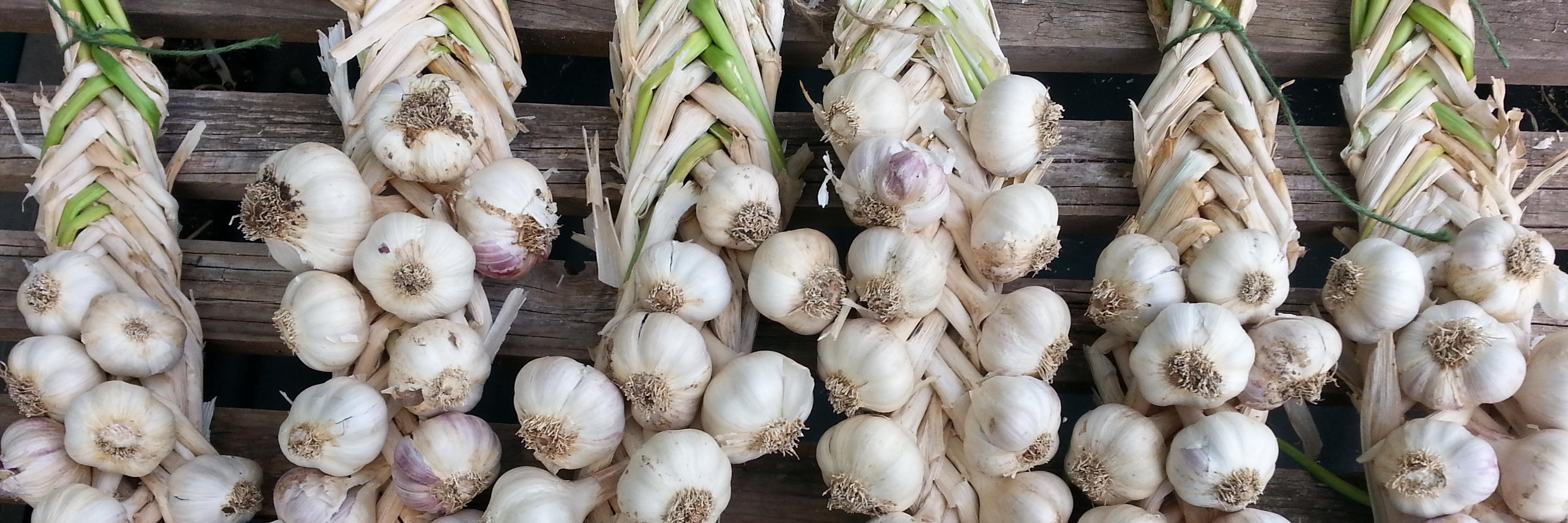 Jennifer Pryke banner