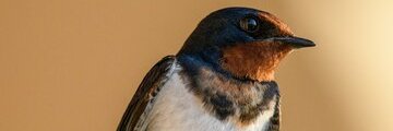 JUNYTO banner