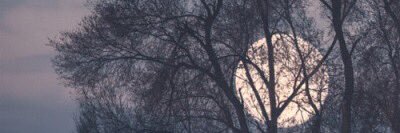 HendrixSmokey's profile banner image