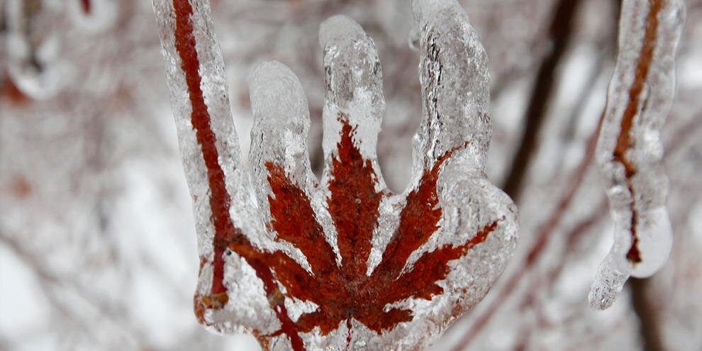 Charles Lefebvre banner