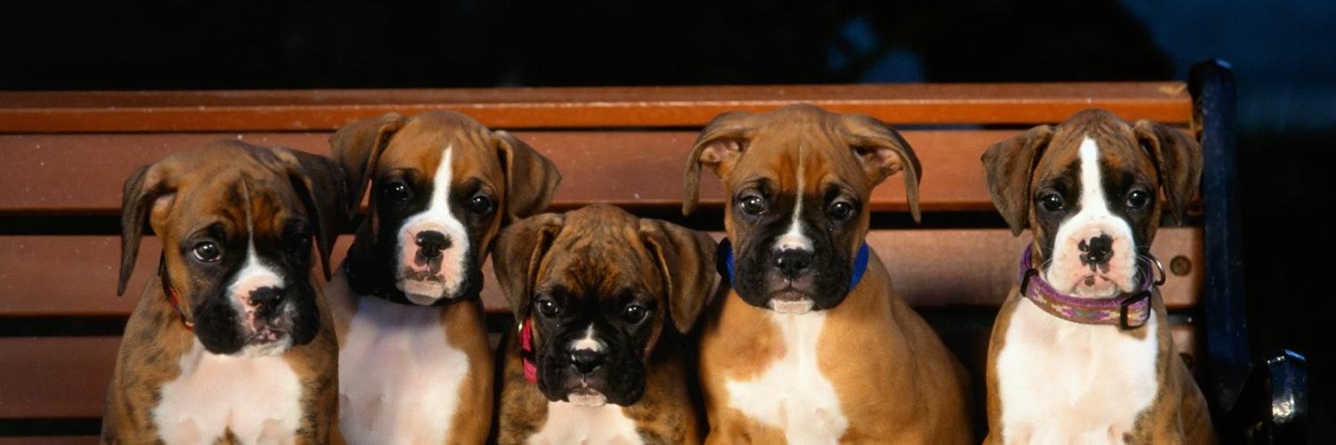 boxerdogtw's profile banner image