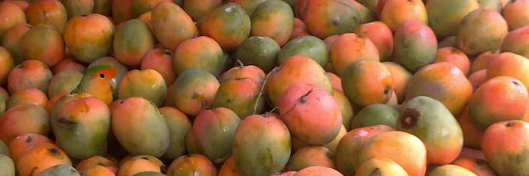 Science Fanatic 🚩 banner