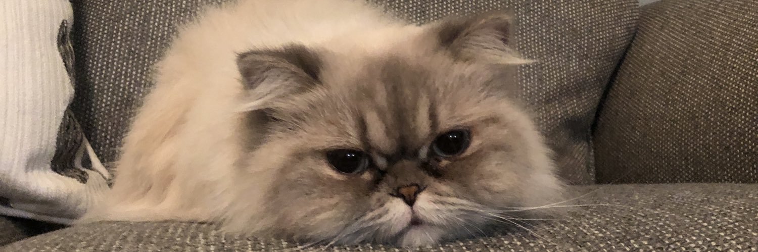 Justkitten1's profile banner image