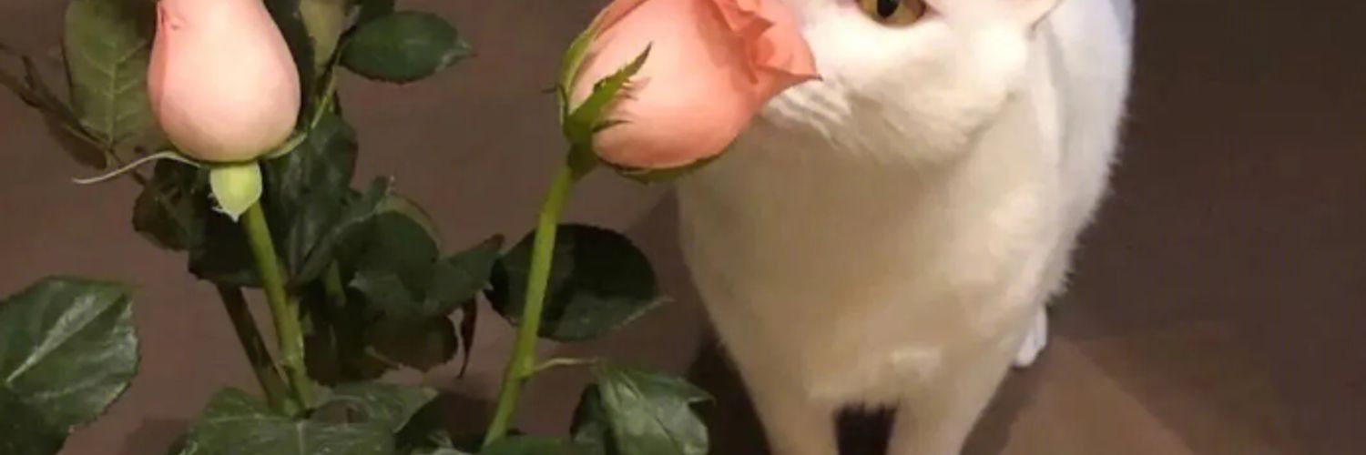 VETTARIK's profile banner image