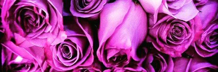 PayanStephanie's profile banner image