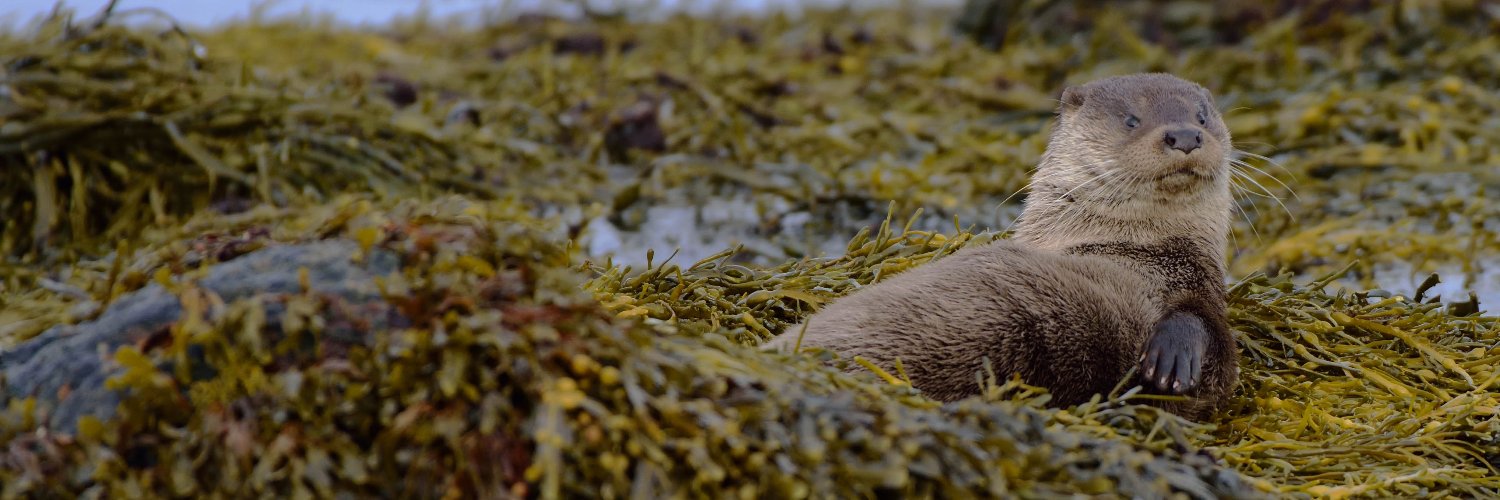 WiWildlife's profile banner image