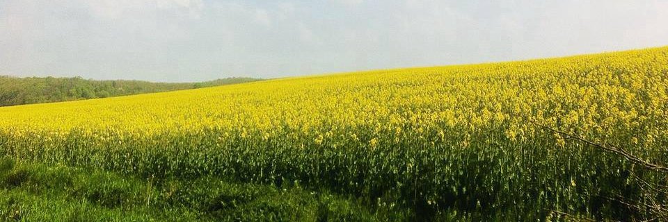 JuliaRoseOD's profile banner image