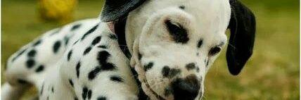 Sandra Galvez banner