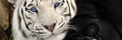 Williamtiger85's profile banner image