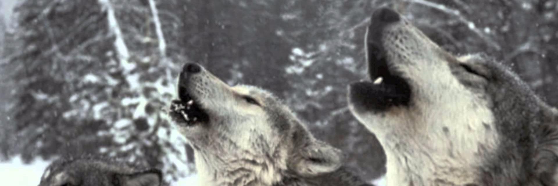 SFTDClub's profile banner image