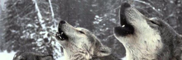 SFTDClub Profile Banner