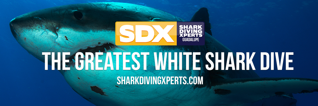 Shark Diving Xperts banner