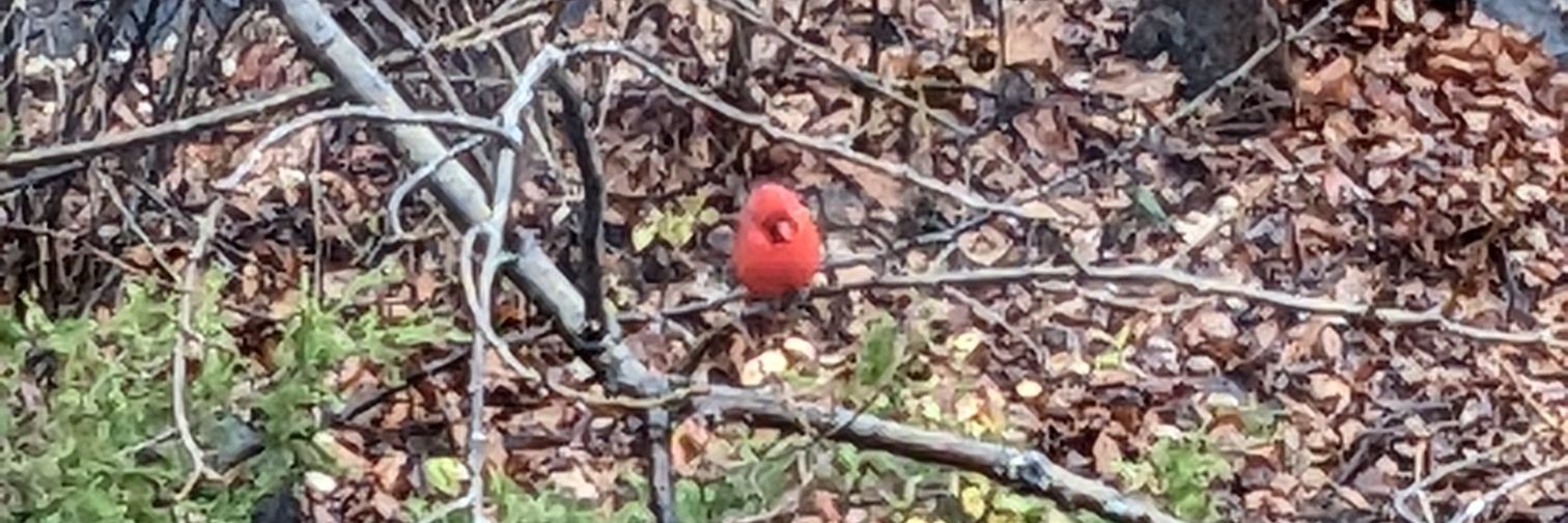 Anna Marie Mason banner