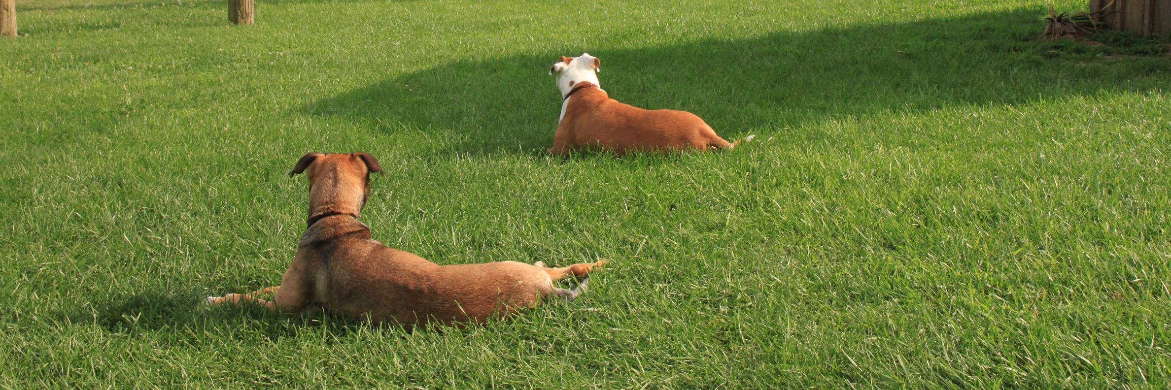 kcdogblog's profile banner image
