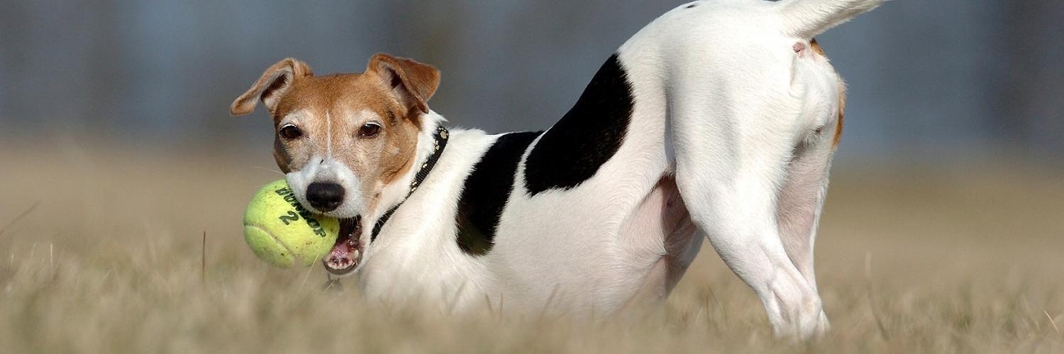 Jackrussell Time banner