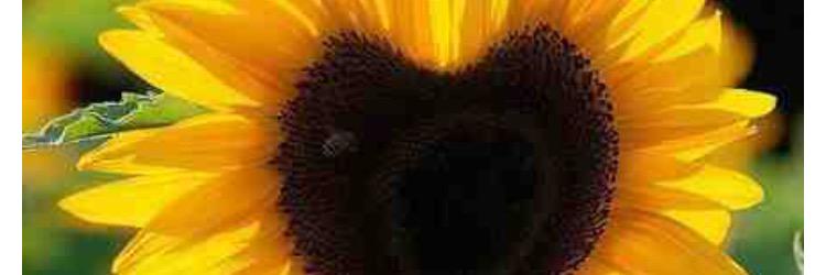 sunflowerluver3's profile banner image
