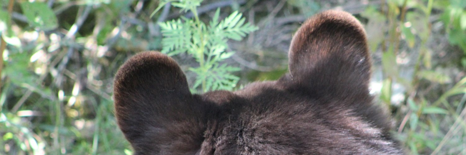 smokey 🐻☁️ banner