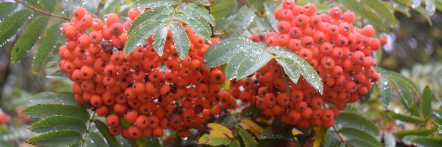 Domingo Muñoz banner