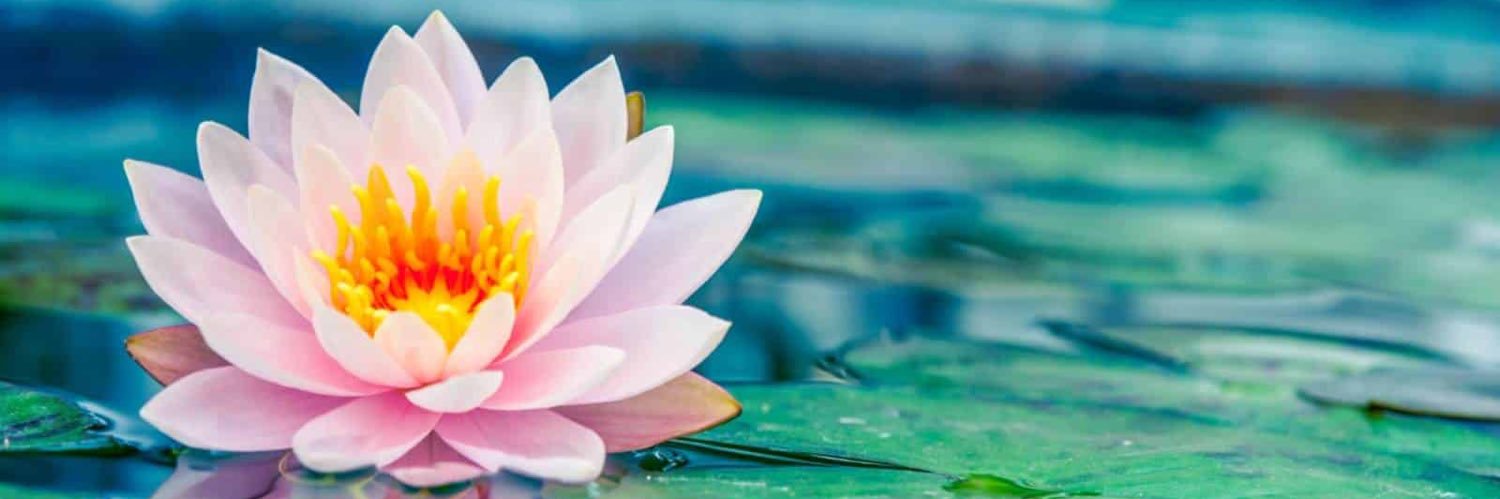 𝕊𝕨𝕚𝕥𝕫𝚕𝚘𝚟𝚎𝚛 banner