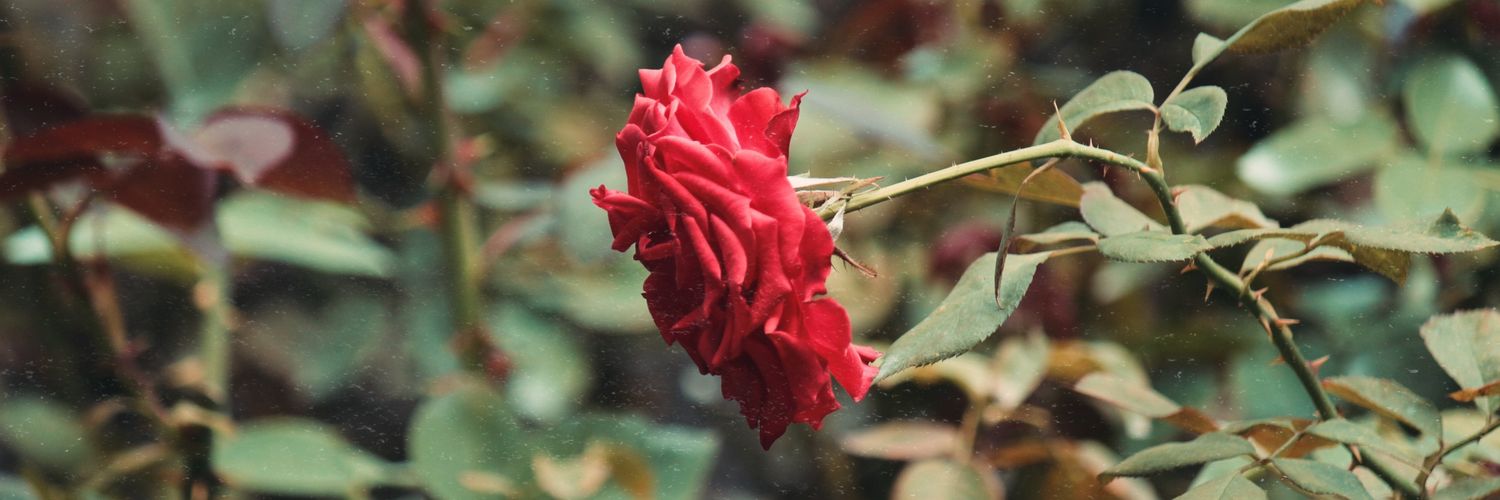 micaroliana's profile banner image