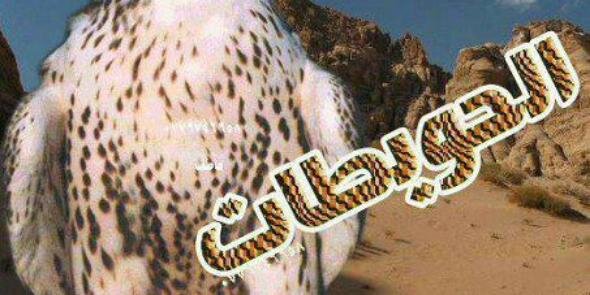 lasalah2005's profile banner image