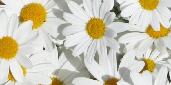 soyourelaura's profile banner image