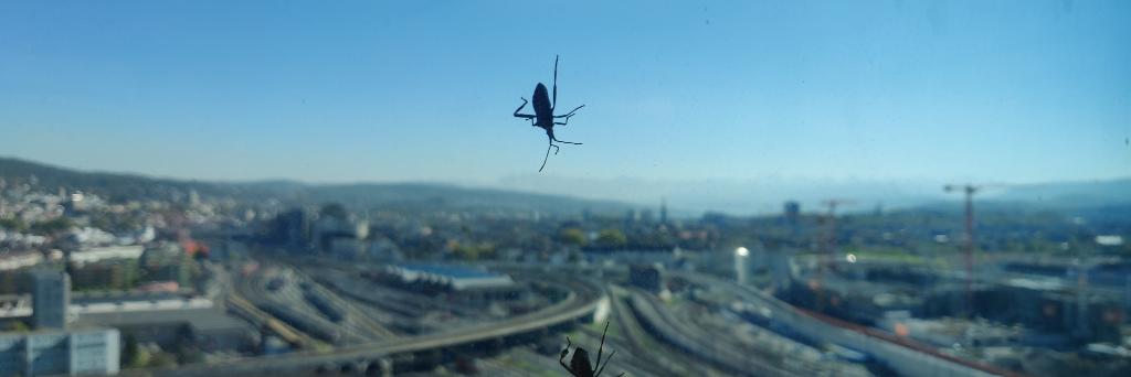 Alfonso² Peterssen banner