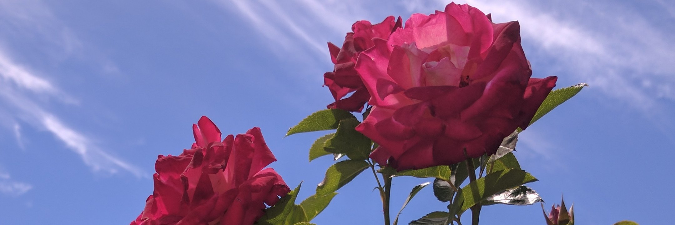 LeisahPhx's profile banner image