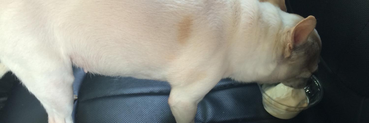 TheDogTilly's profile banner image