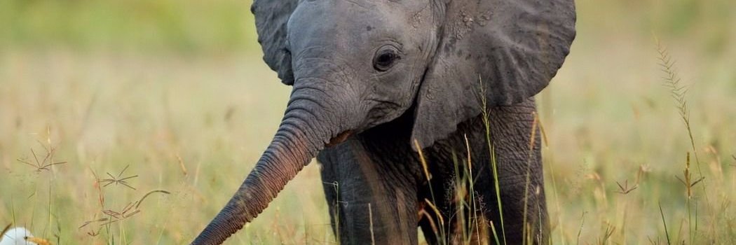 Branka Topić banner