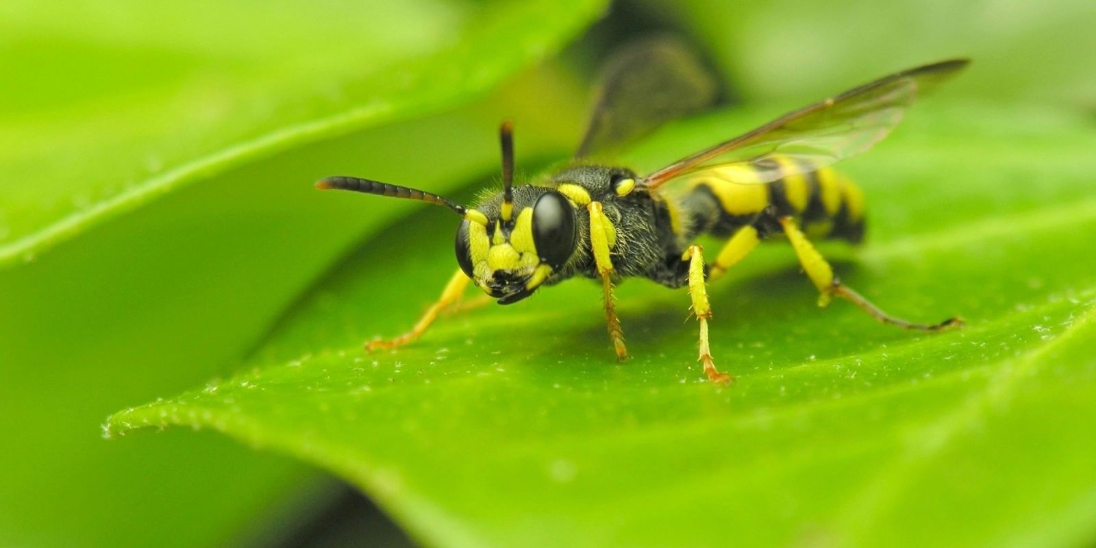 Insecten_in_NL's profile banner image