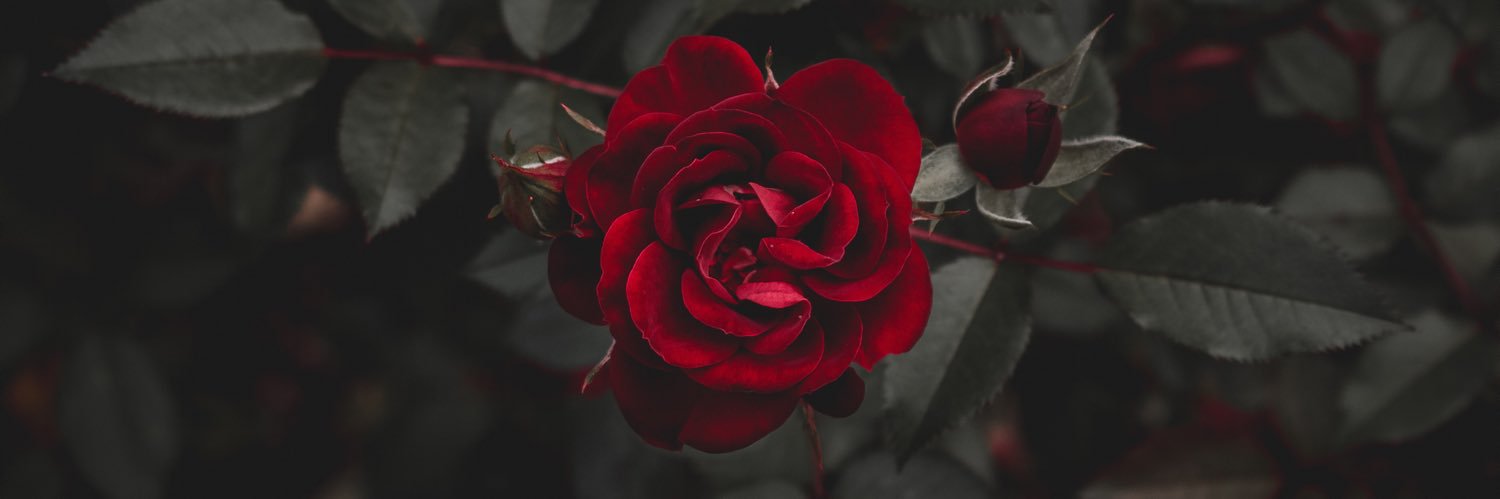 KevinOlivella's profile banner image