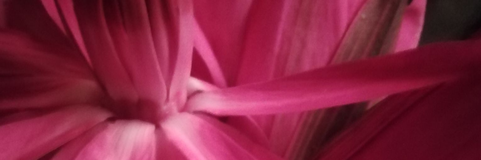 DilanBasnayake's profile banner image