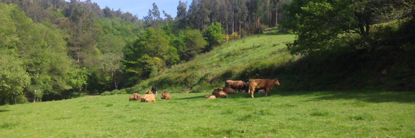 Calros Enxamio 🚩 banner