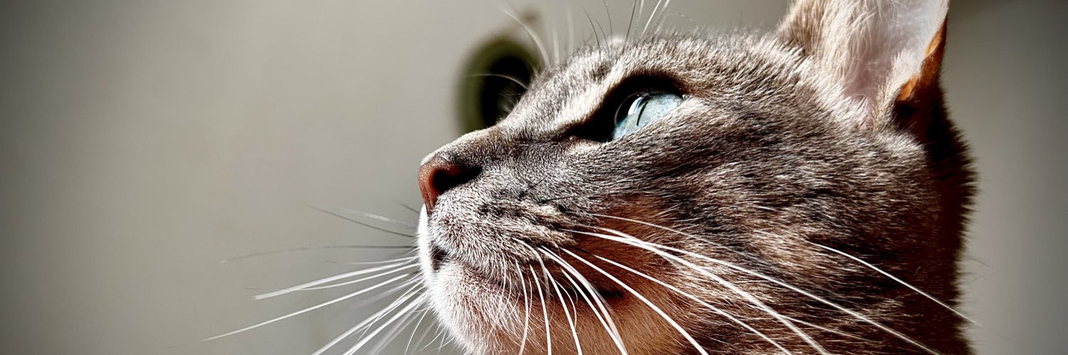 dahi_ho's profile banner image