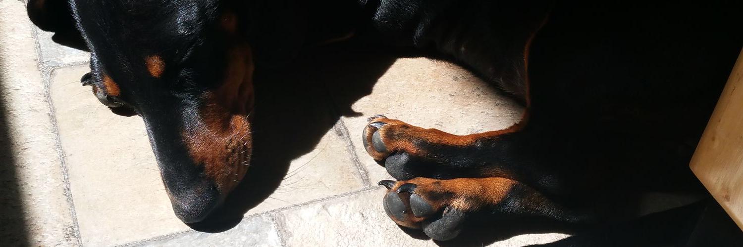 Putney_dach's profile banner image
