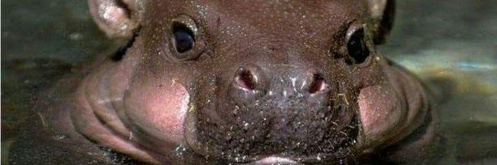PainMario77's profile banner image