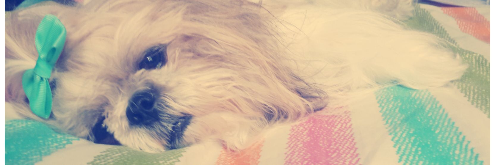 LisRiosJ's profile banner image