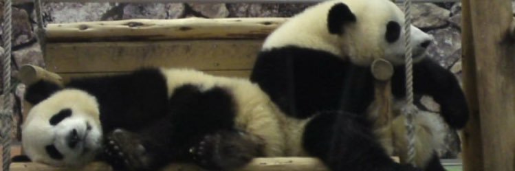 pandarake212's profile banner image