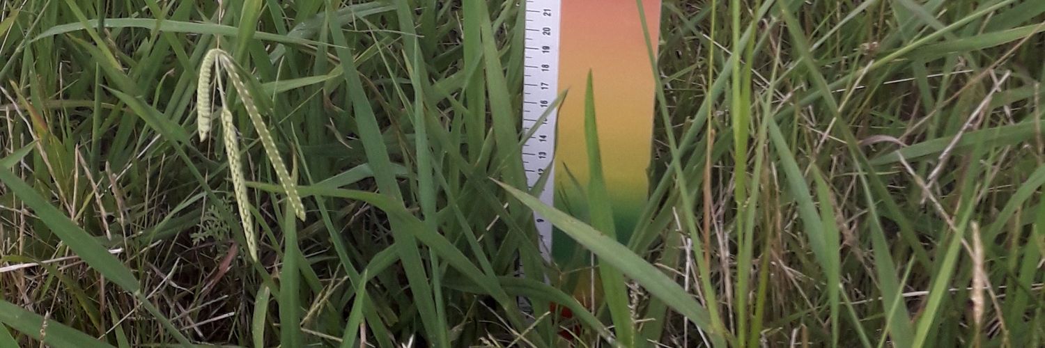 ecarriuy@gmail.com banner