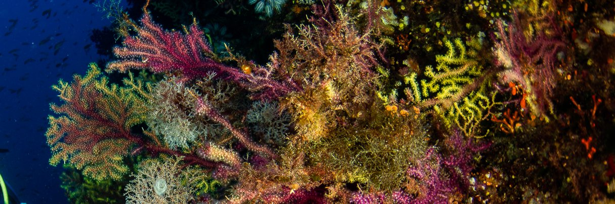 Agostino Leone banner