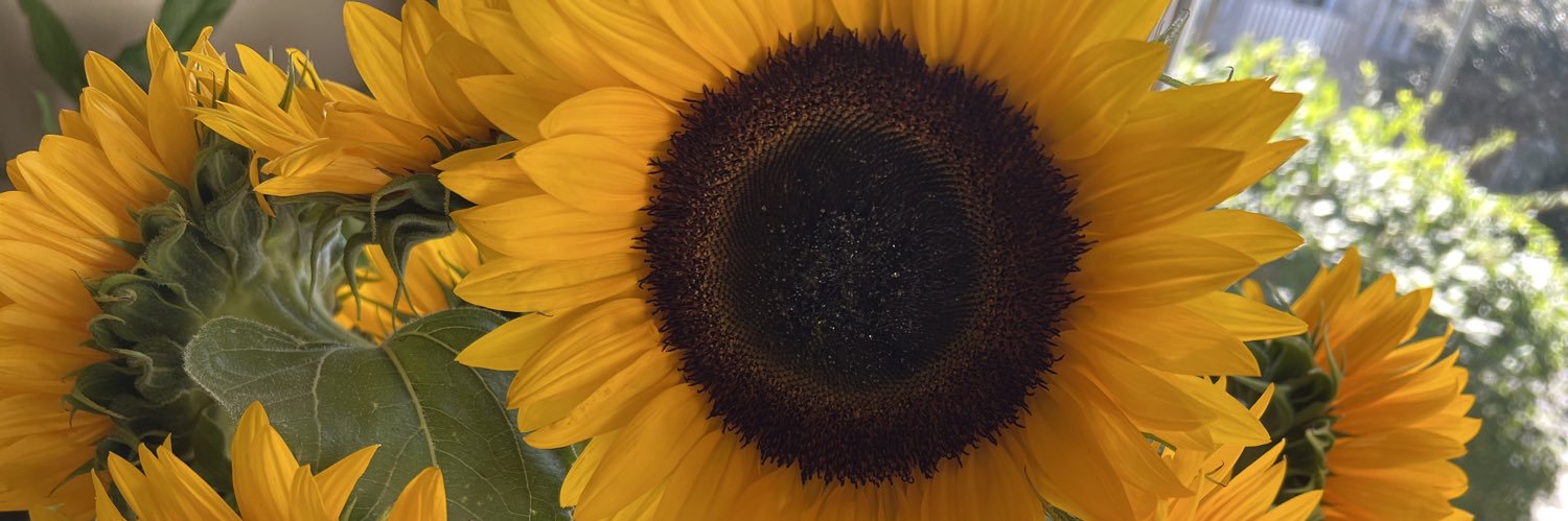 catalpatree's profile banner image