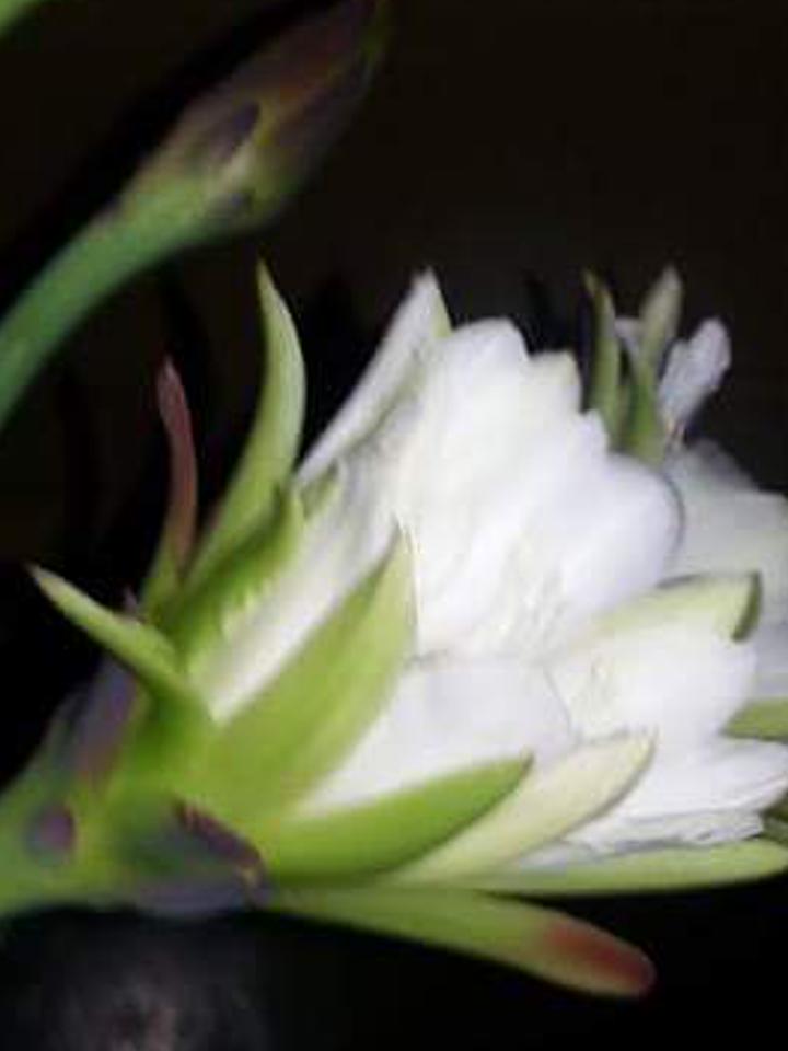 emalenas's profile banner image