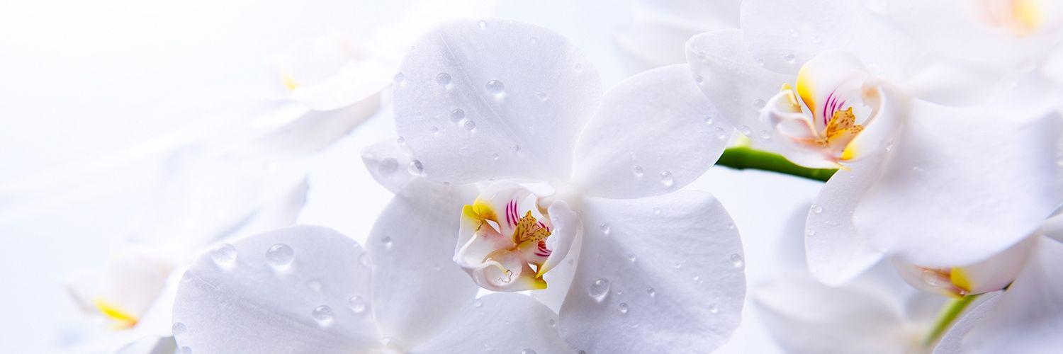 Harrys_Flowers's profile banner image
