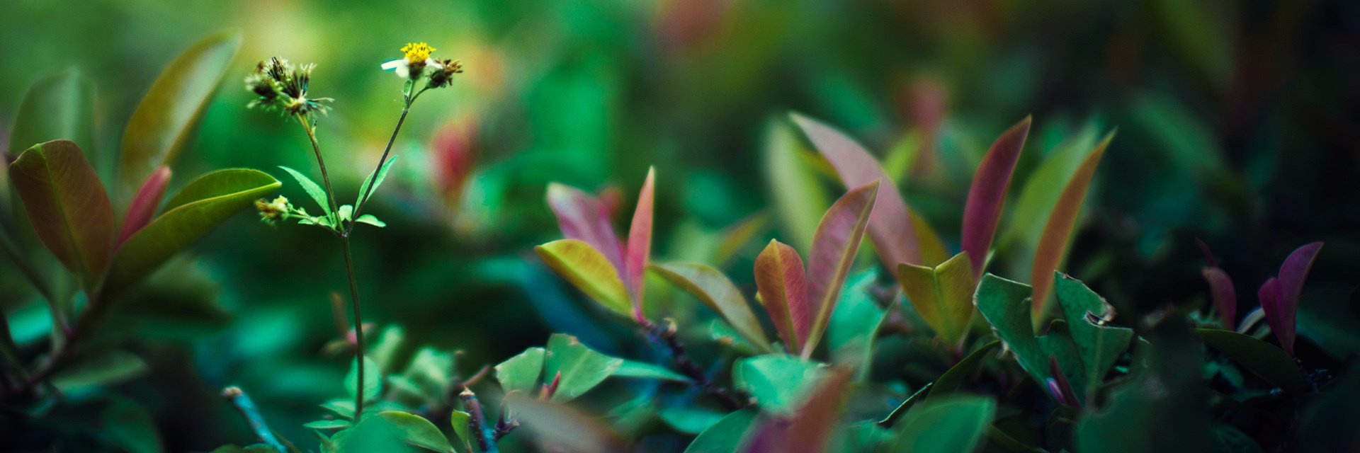 callytweets's profile banner image