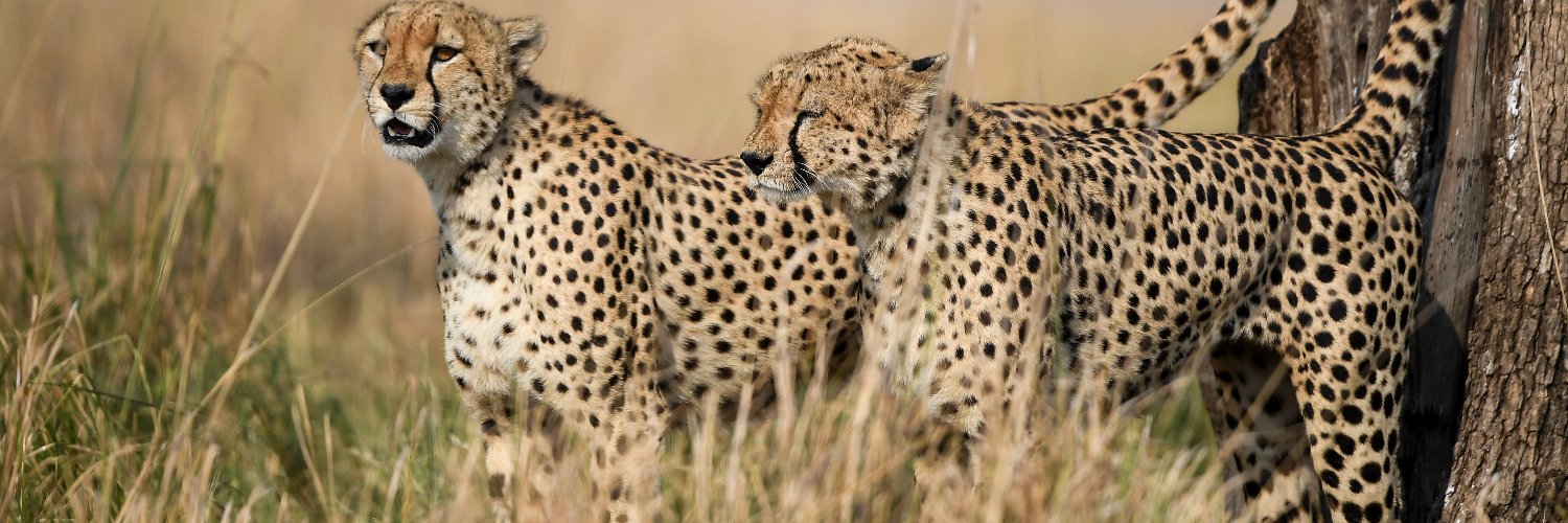 Maasai Mara Wildlife Conservancies Association banner