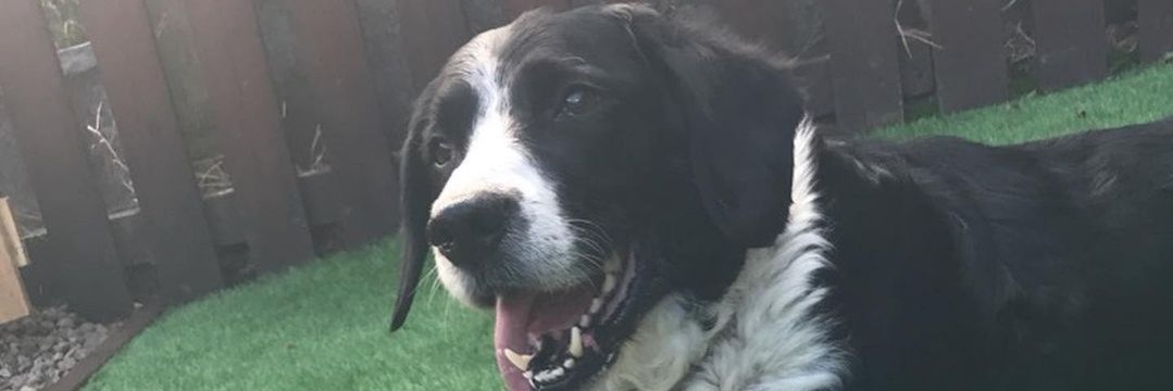 Steve Crichton 🏴󠁧󠁢󠁳󠁣󠁴󠁿 banner