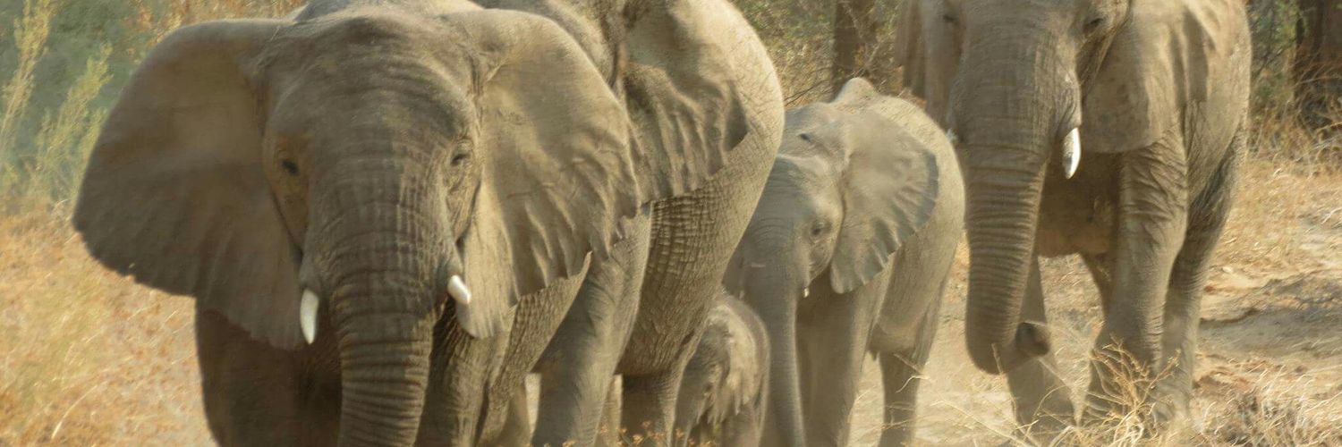 Sarah Colberg banner